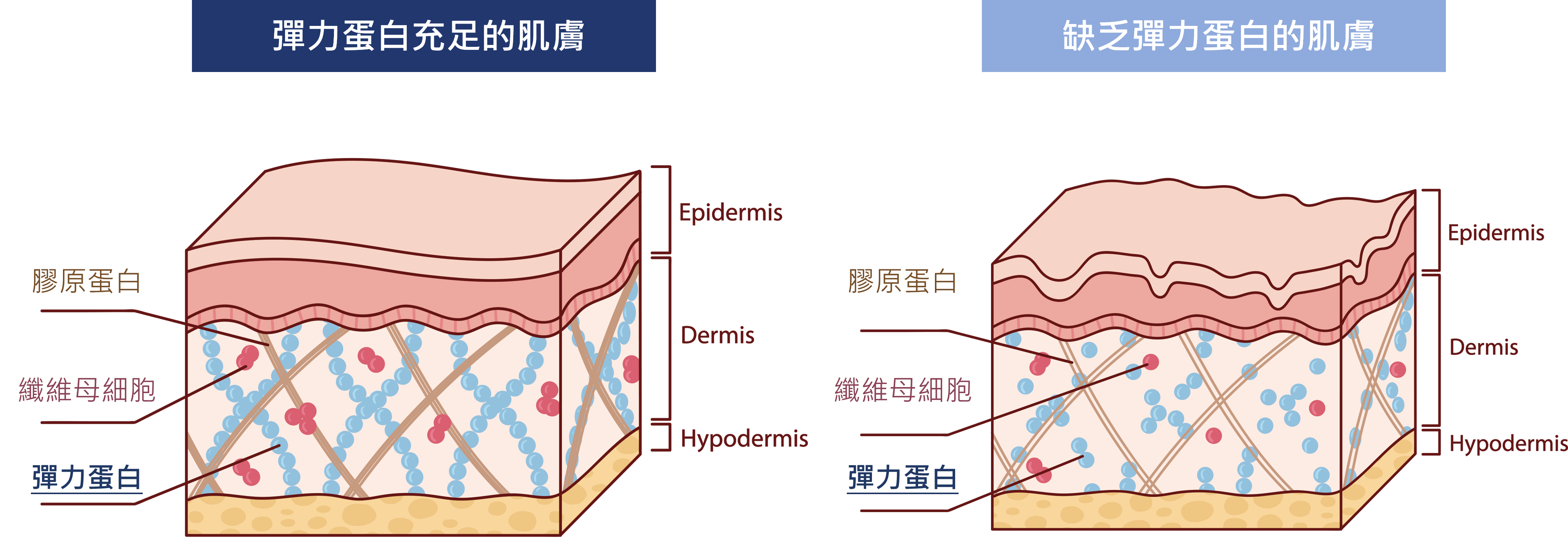 彈力蛋白 的肌膚組織差異 彈力蛋白 的肌膚組織差異